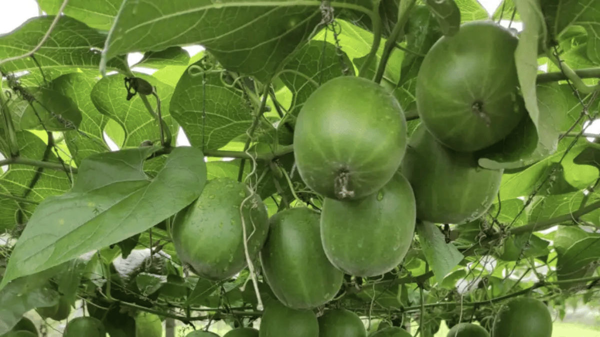 cozy-morning-monks-fruit-sweetener-coffee-table